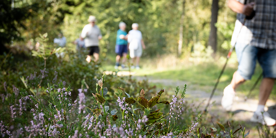människor som promenerar i skogen
